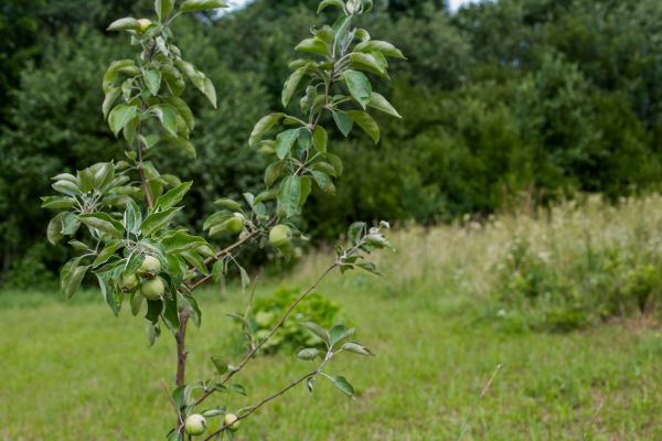 Apple Tree Planting in Hopkins
