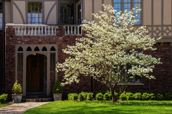 Dogwood Tree Planting in Hopkins
